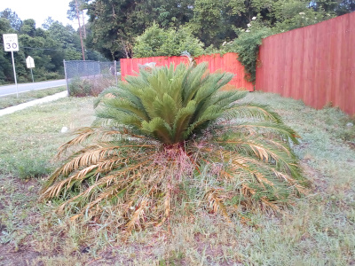 [The upright new fronds block the site of the mature fronds behind them because they are now taller. Mature fronds can only be seen on the sides and front.]